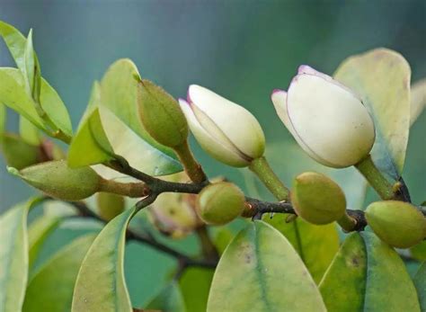 含笑花盆栽|含笑花盆栽的养殖方法